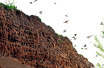 河南许昌：生态环境保护好　超万只崖沙燕来筑巢