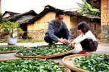 福建安溪成立“茶产业新品牌联盟”