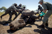 4名中国公民在坦桑尼亚走私犀牛角被捕