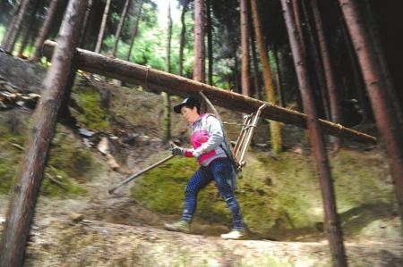  4月17日，寇光荣背着100多斤重的木料行走在山间，精确的平衡能力堪比平衡木运动员。经林业部门批准，当地村民会将自家林地中的木头砍伐后背出大山出售。