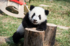 美媒：回顾中国“熊猫外交”史分三个阶段