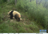 直击国宝核心“生活区”　甘肃白水江保护区探秘野生大熊猫