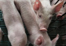 非洲猪瘟来袭：人会被感染吗？猪肉还能不能吃？