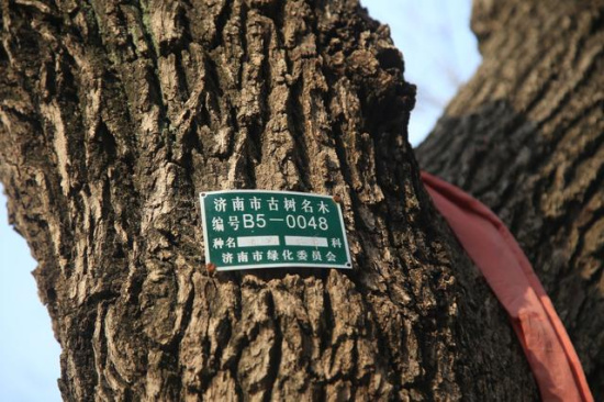 我国仅存的降龙木在济南的彩石镇!