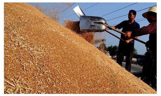 河南夏粮托市收购小麦1214.2万吨 为6年来最多