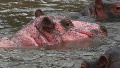 法游客在肯尼亚保护区拍到粉色河马