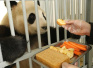 溧阳网红大熊猫的丰盛年夜饭