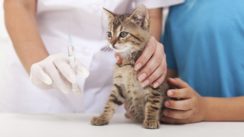 猫咪打完疫苗就吐了是怎么回事 该怎么治疗