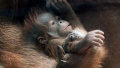 上海动物园首只猩宝降生，猩猩的母爱甚至超越人类？