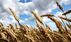 转基因小麦在英国诞生：可合成昆虫信息素，驱赶蚜虫