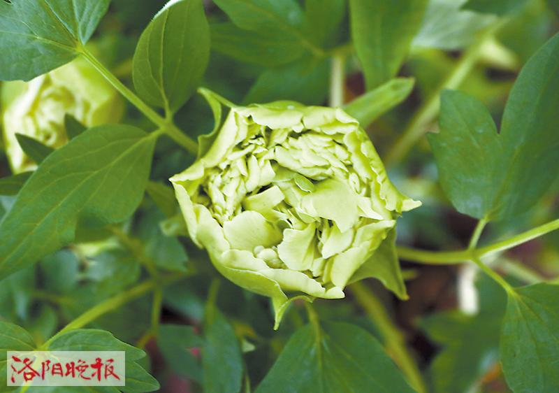 豆绿：属绿色系牡丹，为牡丹四大名品之一。花型为皇冠形或绣球形，花色为黄绿色。