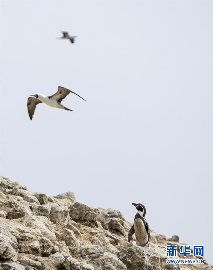 我也想飞 9月17日，在秘鲁帕拉卡斯自然保护区的一座鸟岛上，一只企鹅望向天空。 记者 李明/摄