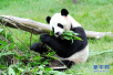 无法从纤维素中获取能量！大熊猫为何依然爱吃竹子
