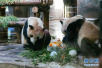 4岁大熊猫“成就”突发重病　手术4小时未脱险