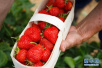 2018年美国“12脏”蔬果榜单发布！草莓再次位居榜首