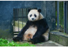 都江堰：得天独厚的熊猫乐土　让世界共享熊猫文化
