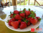 武安西部景区一农家庄园的草莓疯狂的熟了