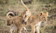 野生动物超过600种的马赛马拉国家保护区