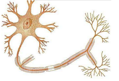 大脑“后勤”细胞也参与指挥神经元发育