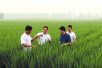 1149.02公斤！袁隆平团队是如何创水稻亩产纪录的？