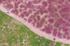 仿佛画中游！郑州北龙湖　”粉红草原“被刷爆