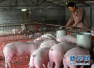 年关将至　养殖户什么时间卖猪更赚钱？
