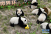 熊猫“足球赛”　助威世界杯