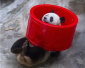 中国圈养大熊猫已达518只　58只在外参与国际研究