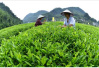 四轮驱动下的湖南千亿茶产业系列报道（六）：“潇湘”茶四大主推品牌