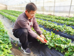 河南郏县：草莓棚里话“五星” 产业兴旺促振兴