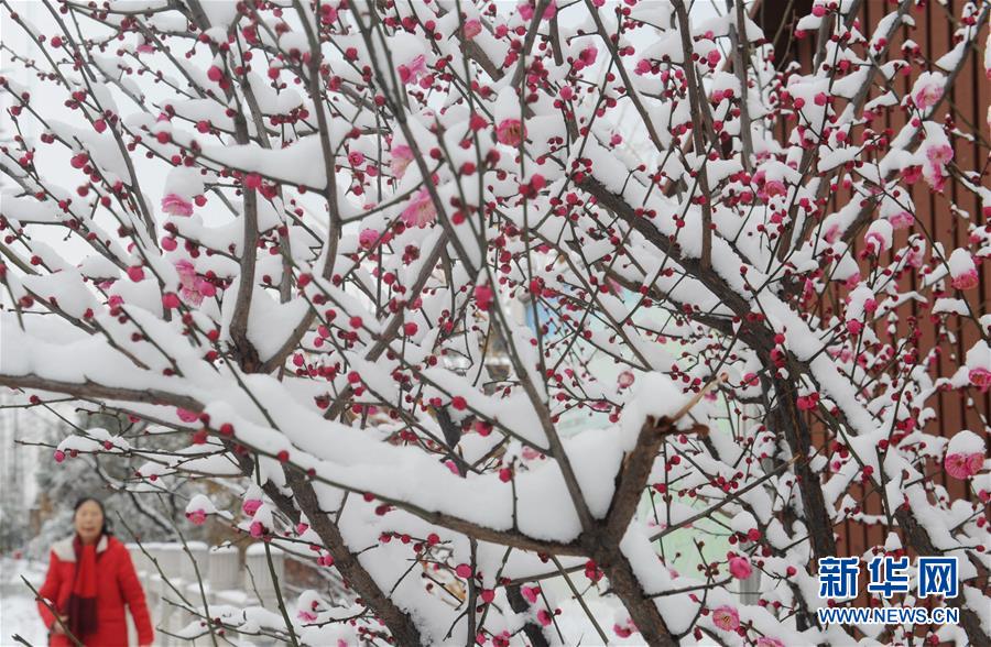 2月8日，市民在雪后的江苏扬州市街头赏花。2月7日至8日，江苏多地迎来降雪天气。 新华社发（濮良平 摄）