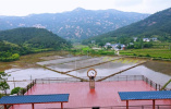 河南罗山：美丽“稻田画”打造乡村旅游新景观