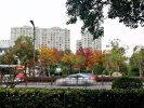 季节流转，扬州行道树染遍暖色